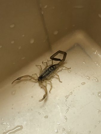 Scorpion in the bathroom