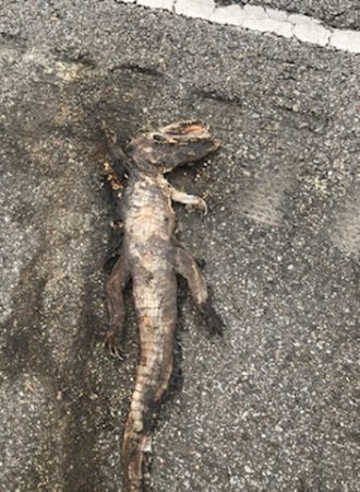 Alligator roadkill