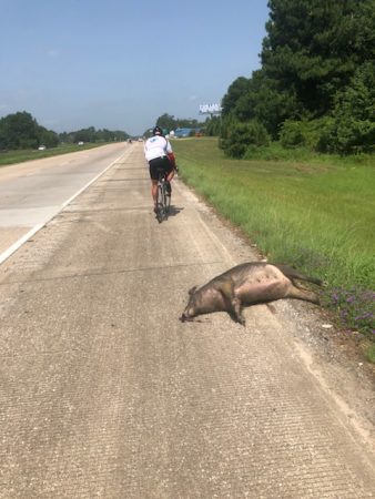 Even the roadkill is bigger in Texas