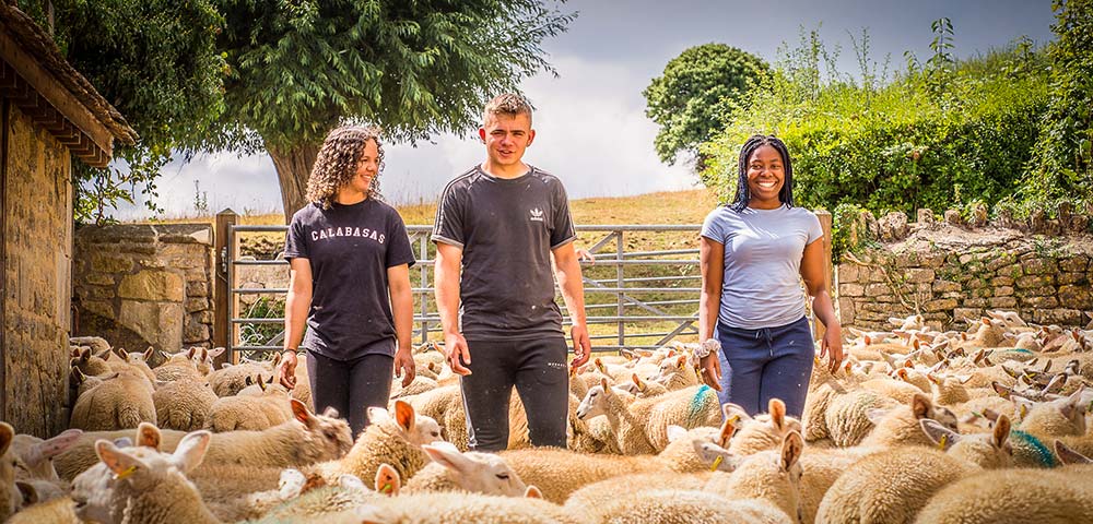 Three smiling young people are standing in a farmyard on a sunny day, surrounded by dozens of white sheep.